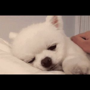 Meet your Posher, Sally